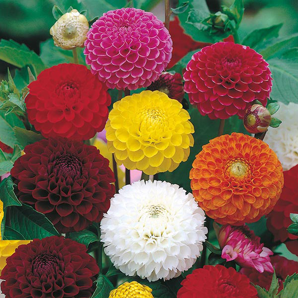 Dahlia " Pompon Mixed  " Exotic 30 Flower Seeds