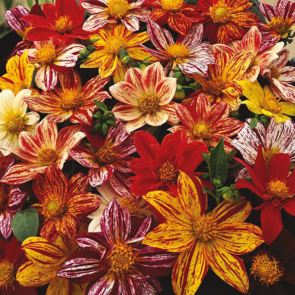 Dahlia " Fireworks  " Exotic 30 Flower Seeds