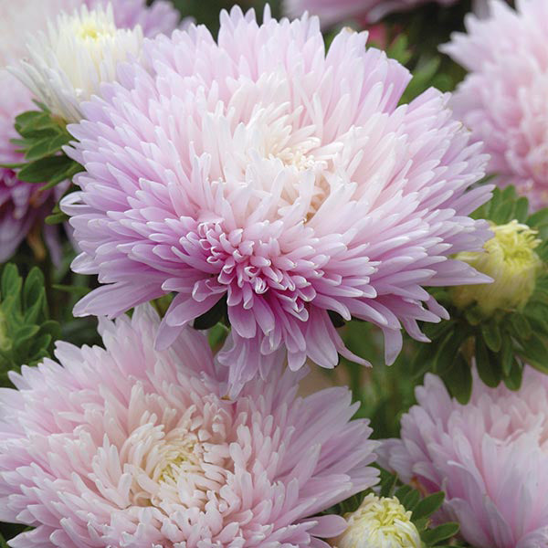 Aster " Appleblossom  " Exotic 30 Flower Seeds