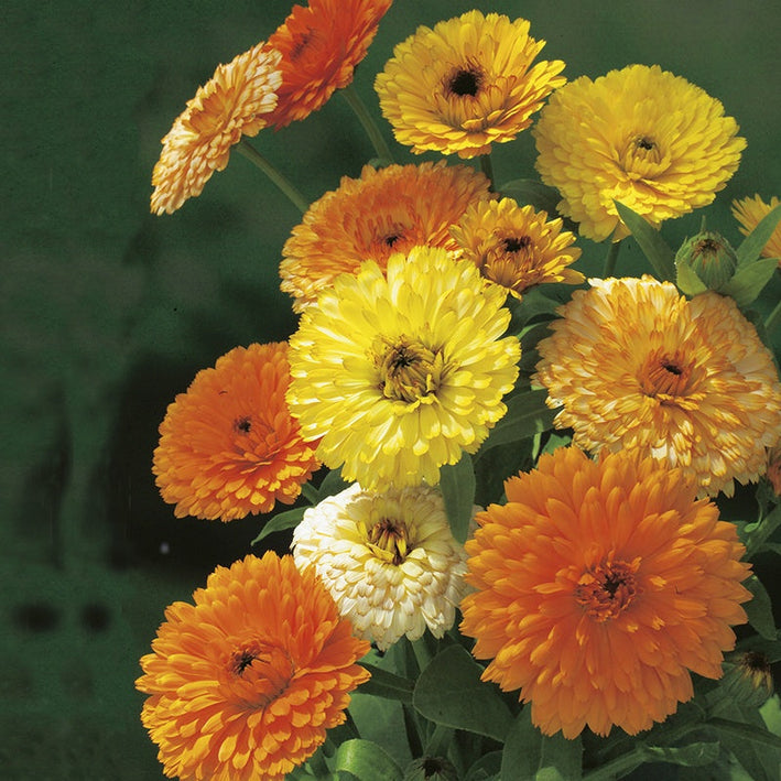 Calendula " Fiesta Gitana  " Exotic 30 Flower Seeds