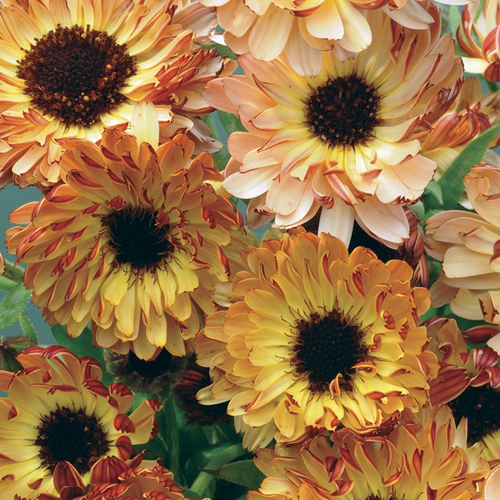 Calendula " Sunset Buff  " Exotic 30 Flower Seeds