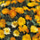 Calendula " Daisy Mixed  " Exotic 30 Flower Seeds