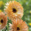 Calendula " Orange Flash  " Exotic 30 Flower Seeds