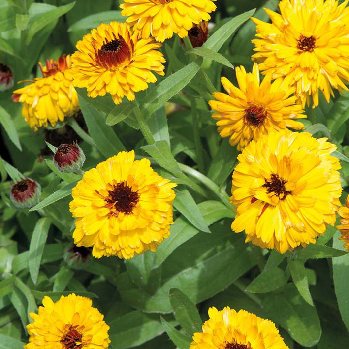 Calendula " Bull's Eye  " Exotic 30 Flower Seeds