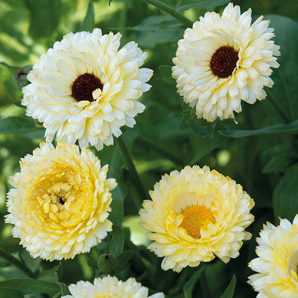 Calendula " Snow Princess  " Exotic 30 Flower Seeds