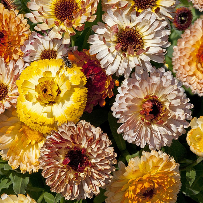 Calendula " Playtime Mixed  " Exotic 30 Flower Seeds