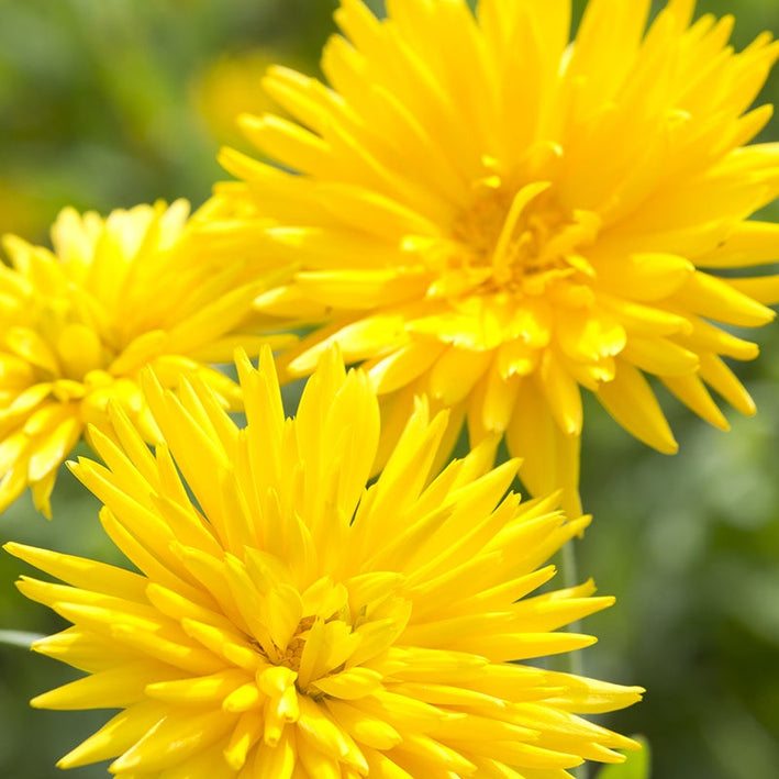 Calendula " Porcupine Yellow  " Exotic 30 Flower Seeds