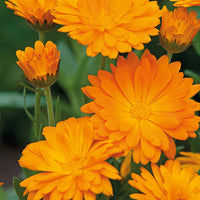 Calendula 