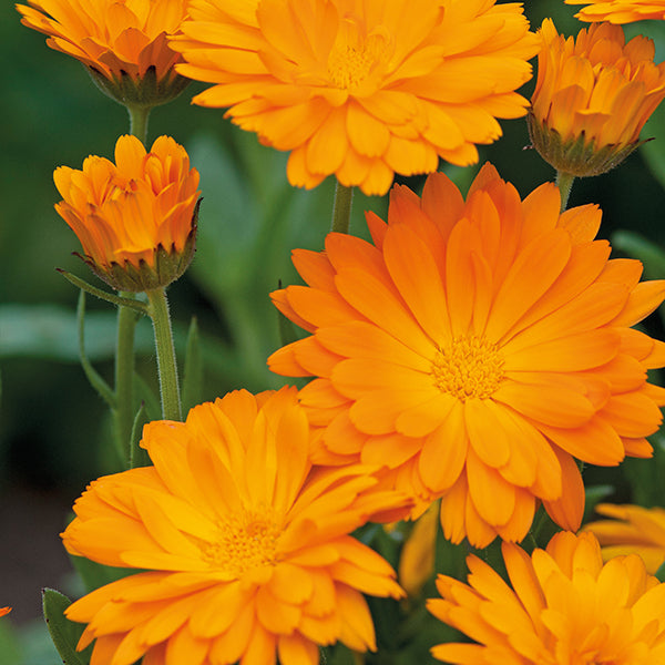 Calendula " Funky Stuff  " Exotic 30 Flower Seeds