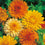 Calendula " Art Shades  " Exotic 30 Flower Seeds