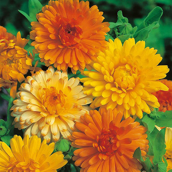 Calendula " Art Shades  " Exotic 30 Flower Seeds