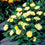 Calendula " Lemon Daisy  " Exotic 30 Flower Seeds