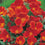 California Poppy " Red Chief  " Exotic 50 Flower Seeds