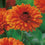 Calendula " Indian Prince  " Exotic 30 Flower Seeds