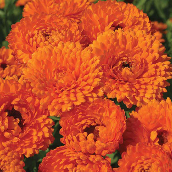 Calendula " Geisha Girl  " Exotic 30 Flower Seeds