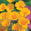 California Poppy " Golden Values  " Exotic 50 Flower Seeds