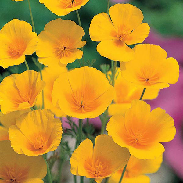 California Poppy " Golden Values  " Exotic 50 Flower Seeds