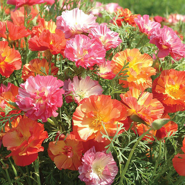 California Poppy " Jelly Beans  " Exotic 50 Flower Seeds