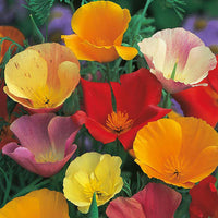 California Poppy 