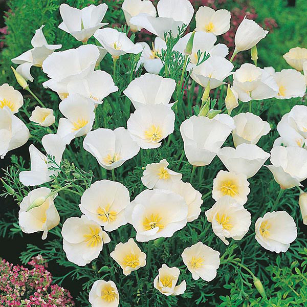 California Poppy " Ivory Castle  " Exotic 50 Flower Seeds