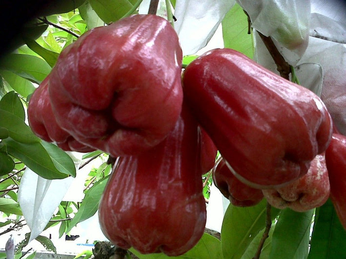 Malay Apple - Syzygium malaccense Fruit Plant