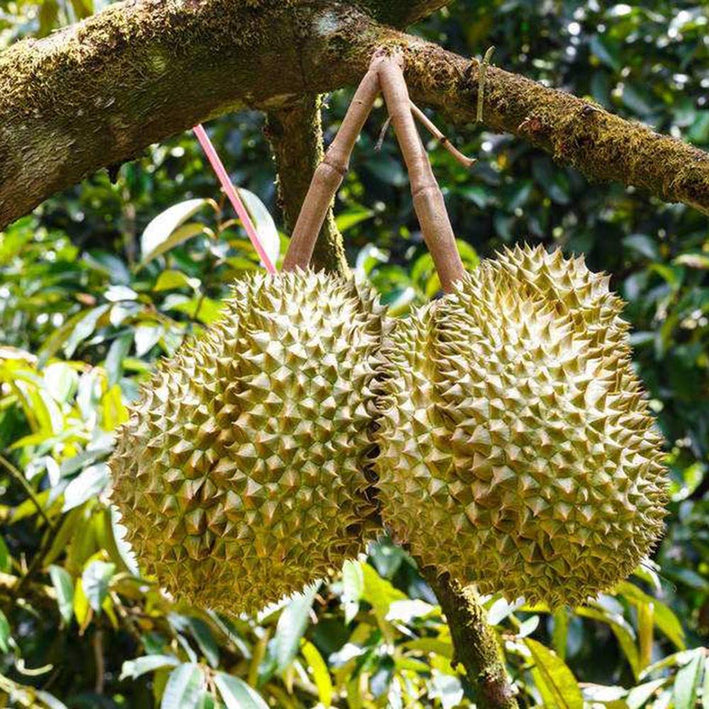 Durian - Durio zibethinus Plant