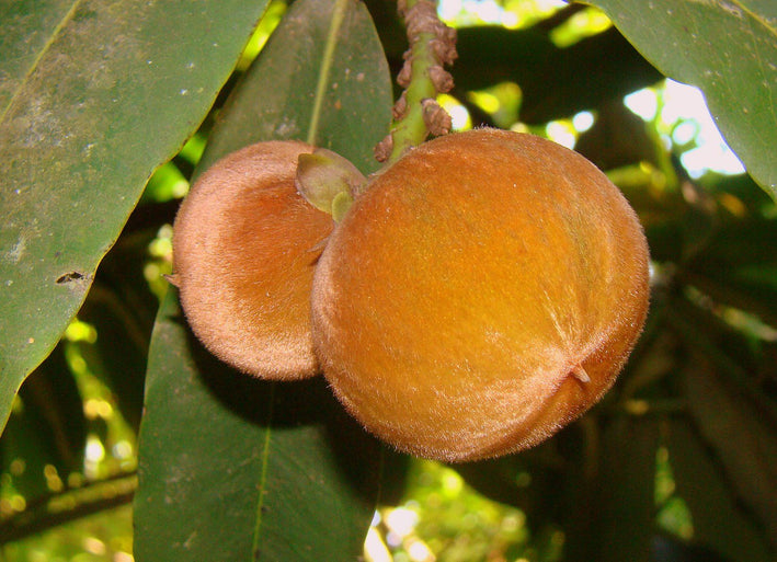 Velvet Apple - Diospyros blancoi Fruit Plant