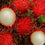 Hybrid Rambutan ( Binjai ) Fruit Plant