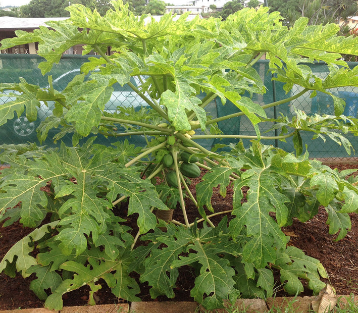 Dwarf Papaya - Carica papaya Fruit Plant