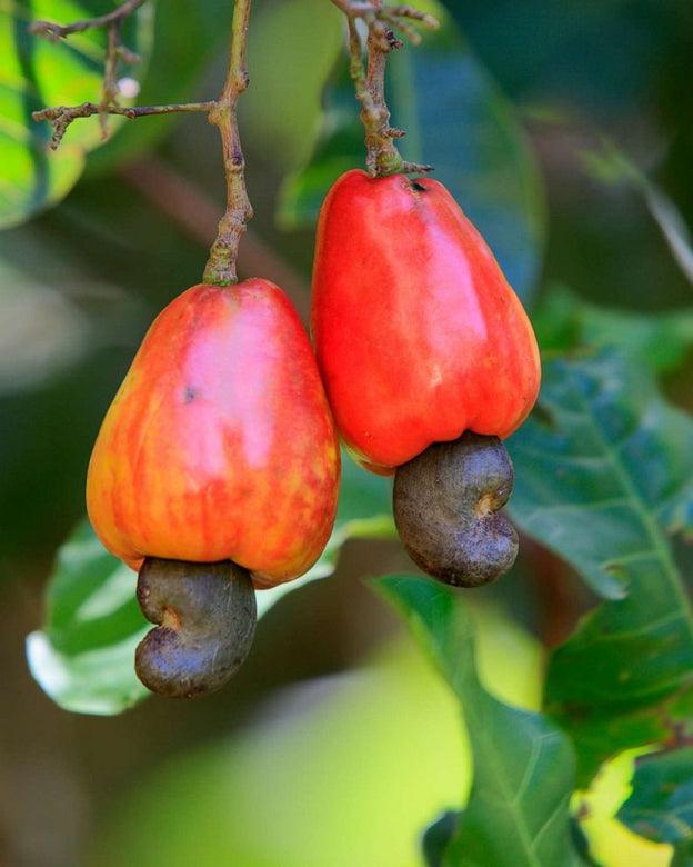 Cashew Nut Apple Plant