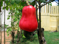 Cashew Nut Apple Plant