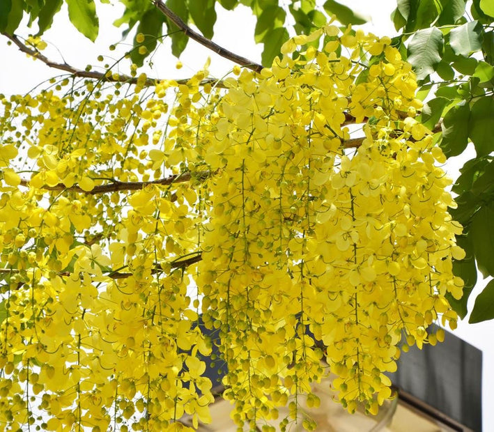 Golden Shower - Cassia fistula Tree Plant