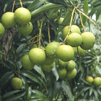 Mango - Chandrakaran Mango Exotic Fruit Plant