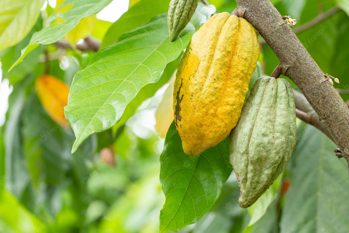 Cocoa Chocolate Plant Theobroma cacao Plant