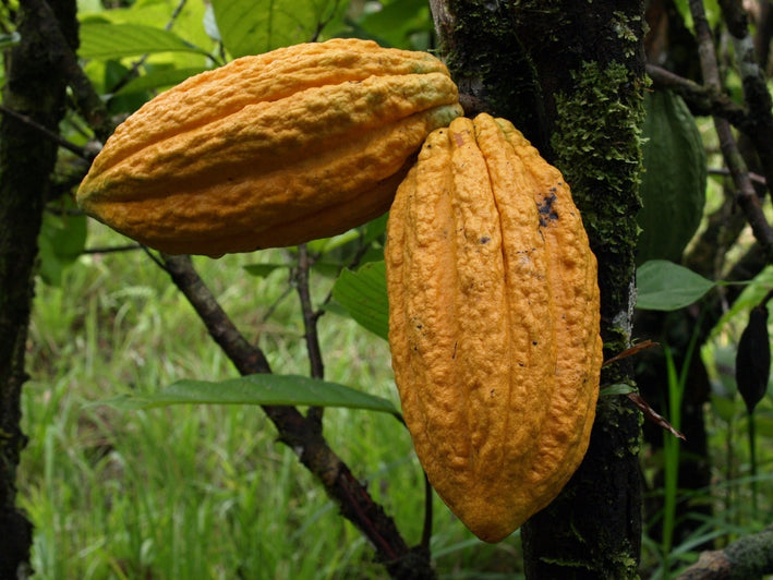 Cocoa Chocolate Plant Theobroma cacao Plant