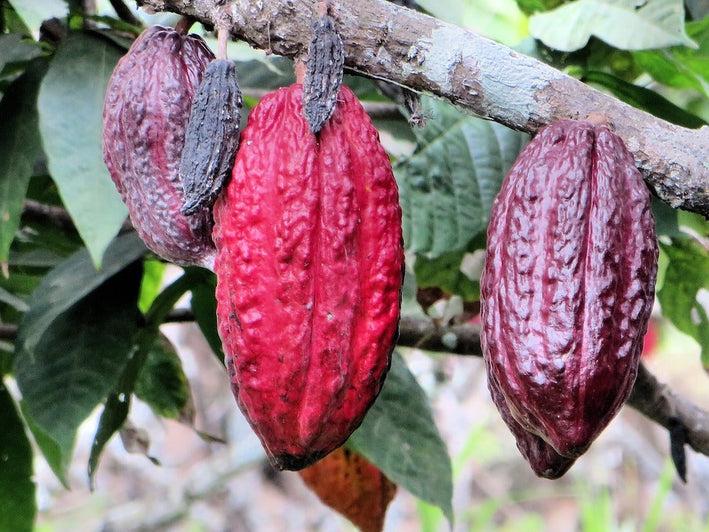 Cocoa Chocolate Plant Theobroma cacao Plant