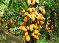 Cocoa Chocolate Plant Theobroma cacao Plant