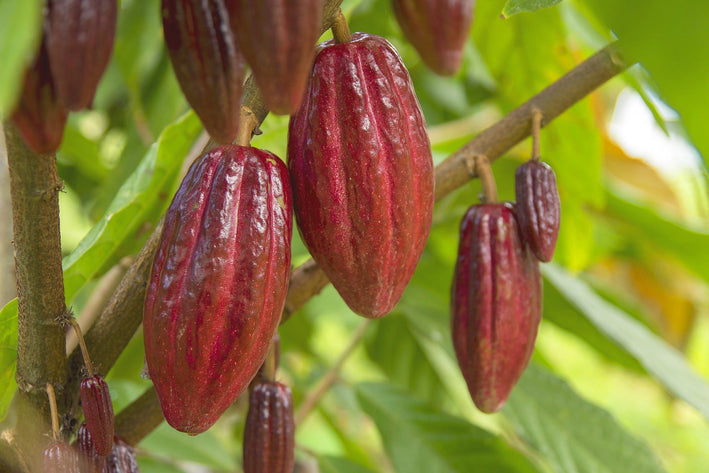 Cocoa Chocolate Plant Theobroma cacao Plant