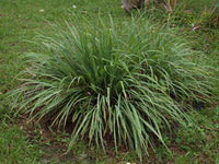 Lemon Grass Spice Plant