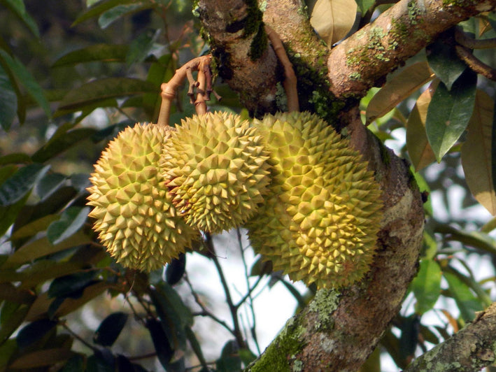 Durian - Durio zibethinus Plant