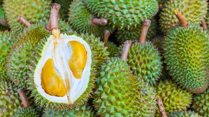 Durian - Durio zibethinus Plant