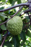 Cherimoya - Annona cherimola Fruit Plant