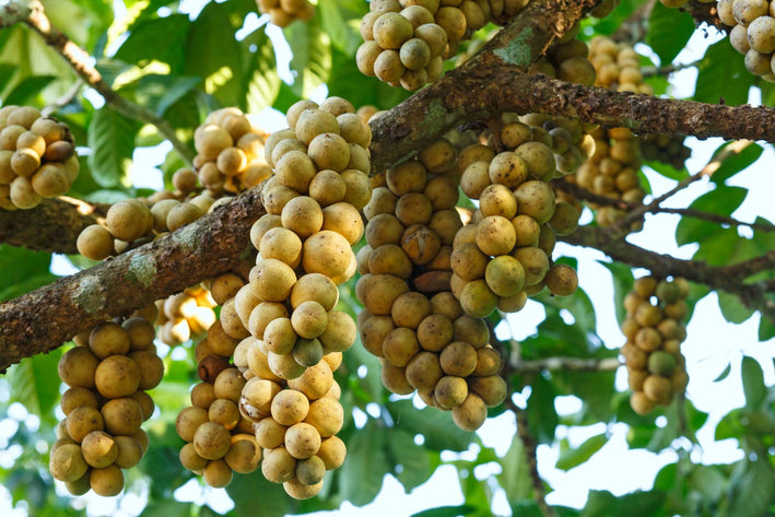 Langsat - Lansium domesticum Fruit Plant