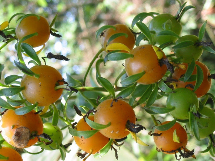 Lemon Vina - Pereskia aculeata  Fruit Plant