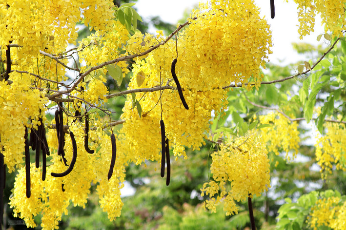 Golden Shower - Cassia fistula Tree Plant