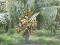 Hybrid Dwarf Coconut - Gouley Dwarf  Plant