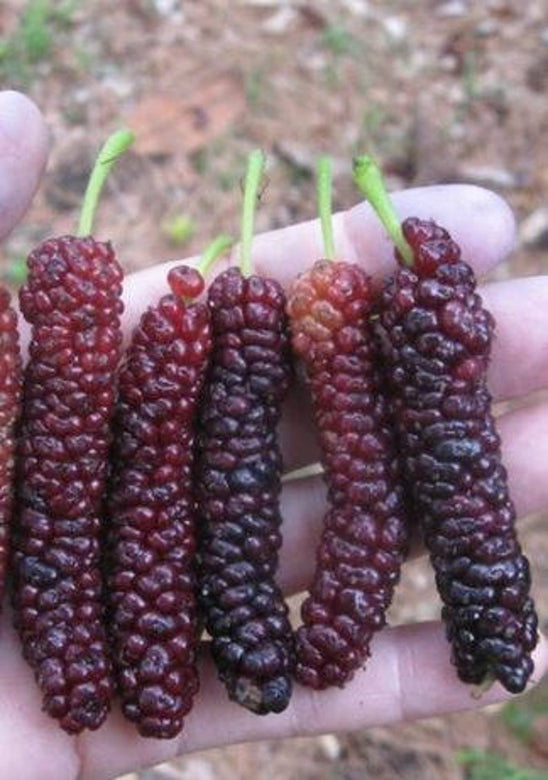 Pakistan Long Mulberry - Morus alba x rubra Fruit Plant