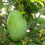 Mango - Imam Pasand Mango Exotic Fruit Plant