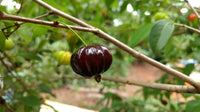 Surinam Cherry Black - Eugenia uniflora Fruit Plant