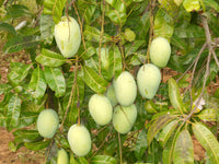 Mango - Kalapady Mango Exotic Fruit Plant